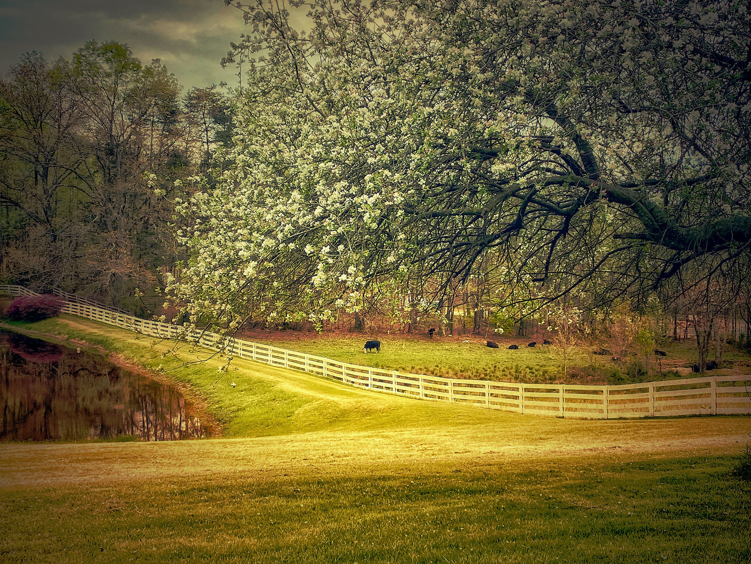 Image for 4 BR/2 BA Farm House, Barns, Fencing & 2 Ponds on 57.5 +/- Acres in Fauquier County, VA--SELLING to the HIGHEST BIDDER!!