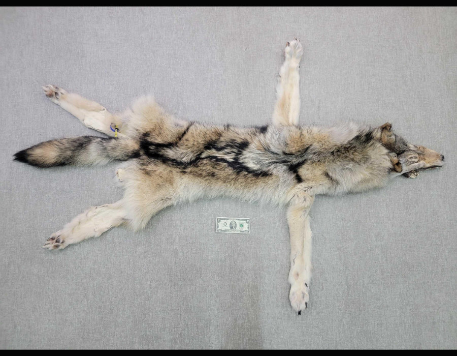 Image for May 2021 Fantastic Furs Auction