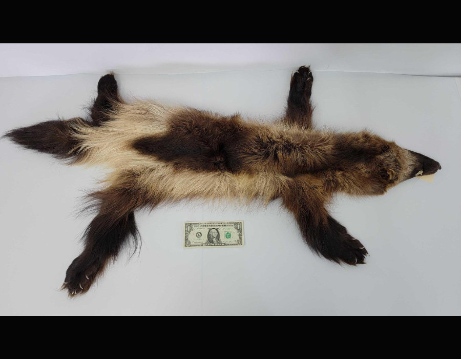 Image for May 2021 Fantastic Furs Auction