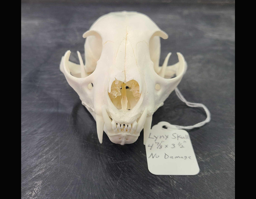 Image for May 2021 Fantastic Furs Auction