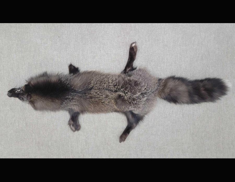 Image for May 2021 Fantastic Furs Auction