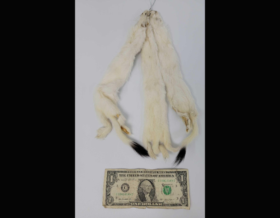 Image for May 2021 Fantastic Furs Auction