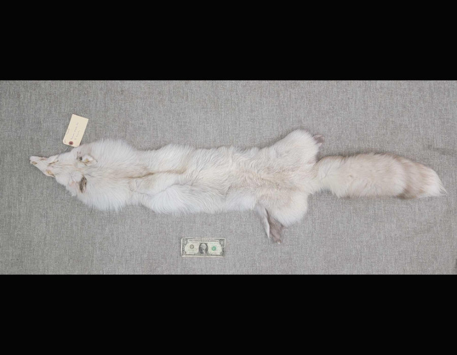 Image for May 2021 Fantastic Furs Auction