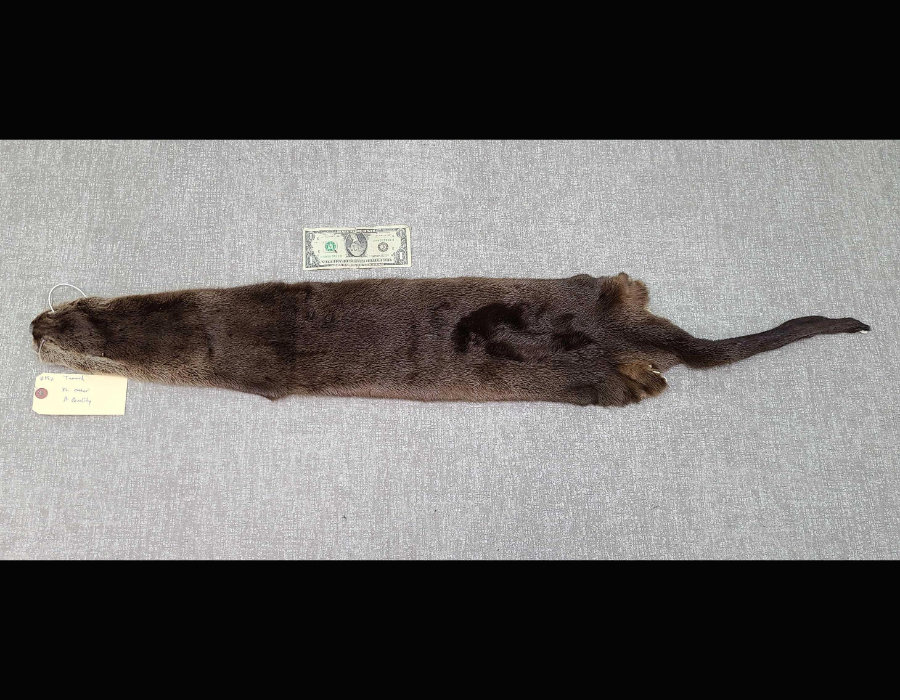 Image for May 2021 Fantastic Furs Auction