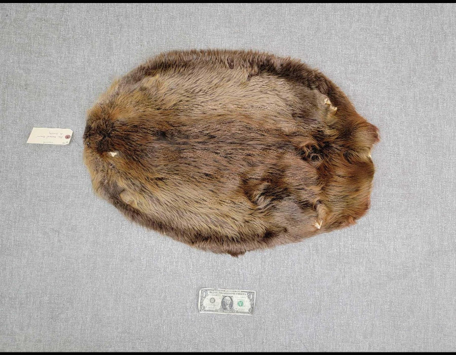 Image for May 2021 Fantastic Furs Auction