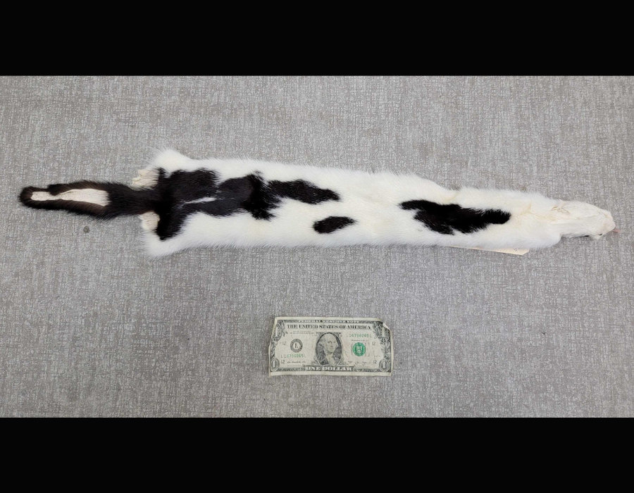 Image for May 2021 Fantastic Furs Auction