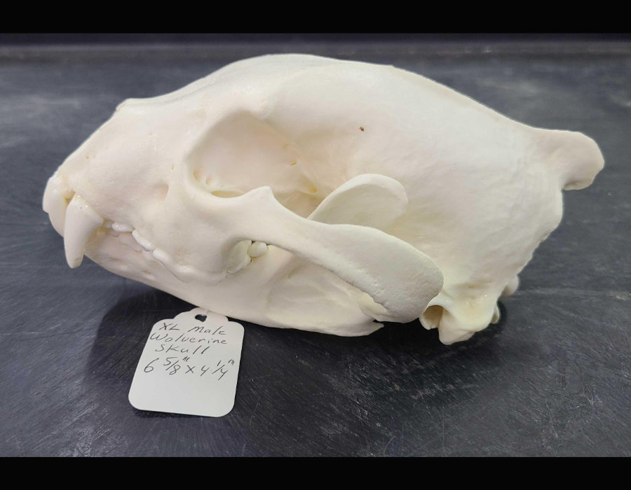 Image for May 2021 Fantastic Furs Auction