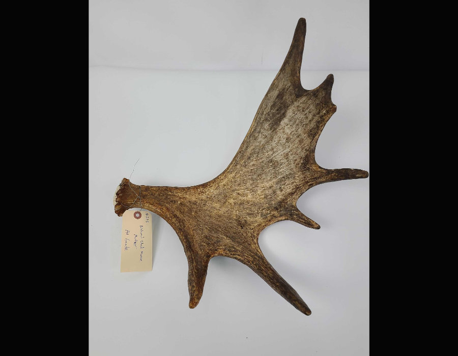 Image for May 2021 Fantastic Furs Auction