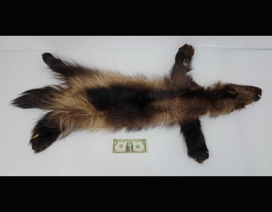 Image for May 2021 Fantastic Furs Auction