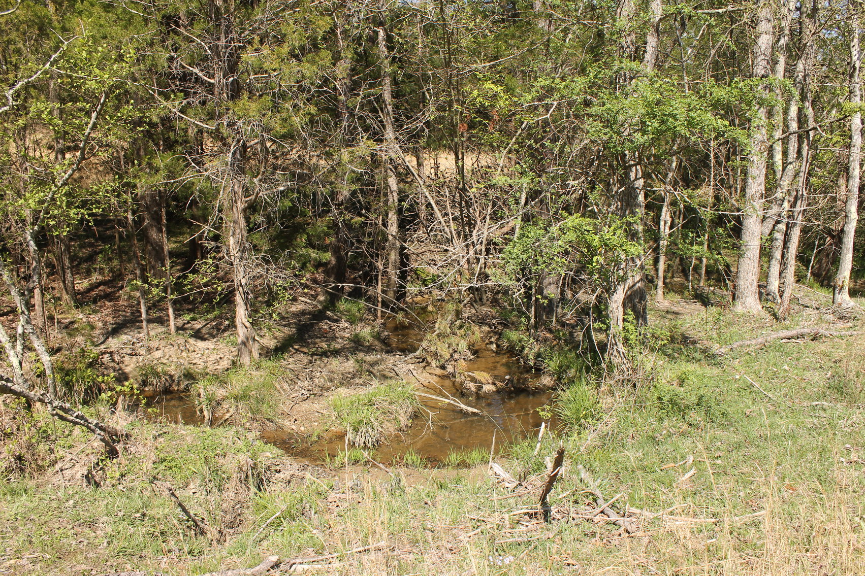 Image for 118 +/- Acres of Timber & Fenced Pasture Land--Lunenburg County, VA