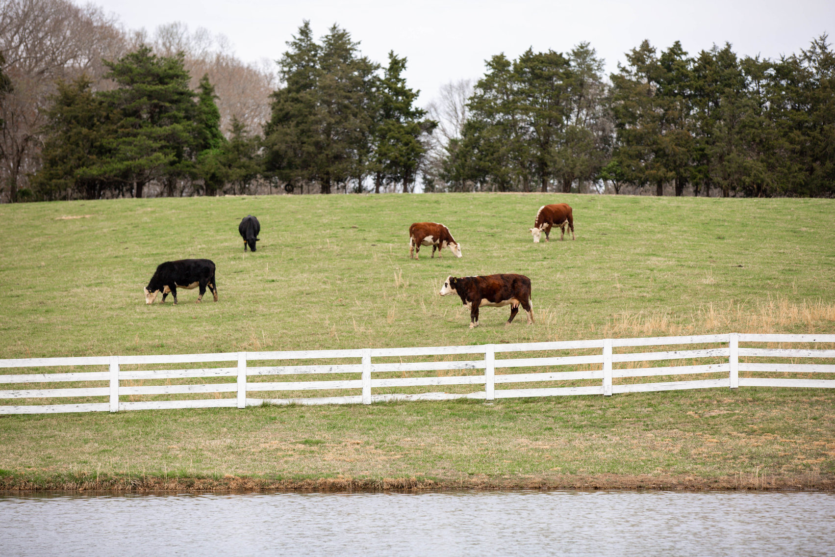 Image for 4 BR/2 BA Farm House, Barns, Fencing & 2 Ponds on 57.5 +/- Acres in Fauquier County, VA--SELLING to the HIGHEST BIDDER!!