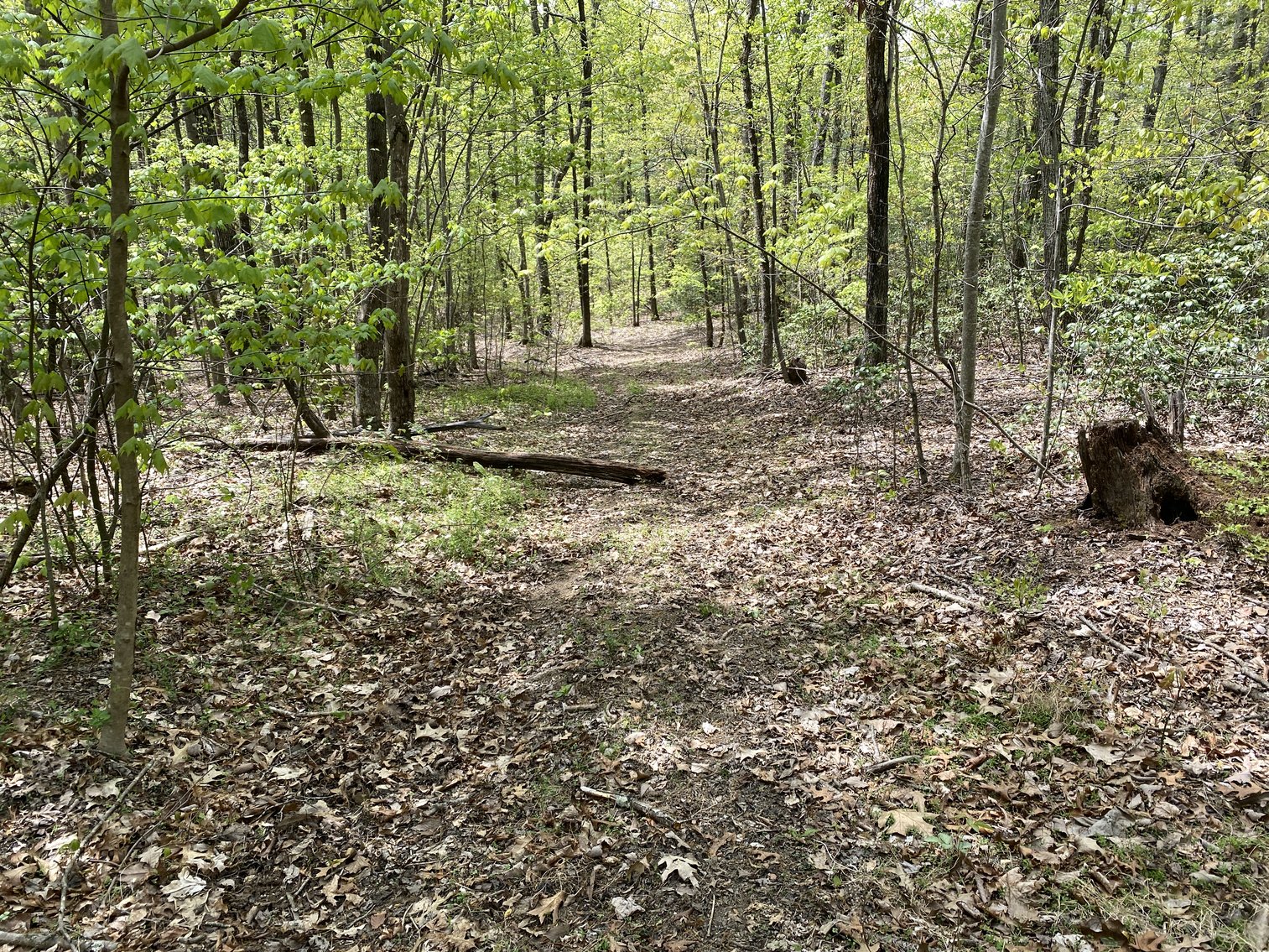 Image for 16.7 +/- Acres of Wooded Land in Madison County, VA--SELLS to the HIGHEST BIDDER!!