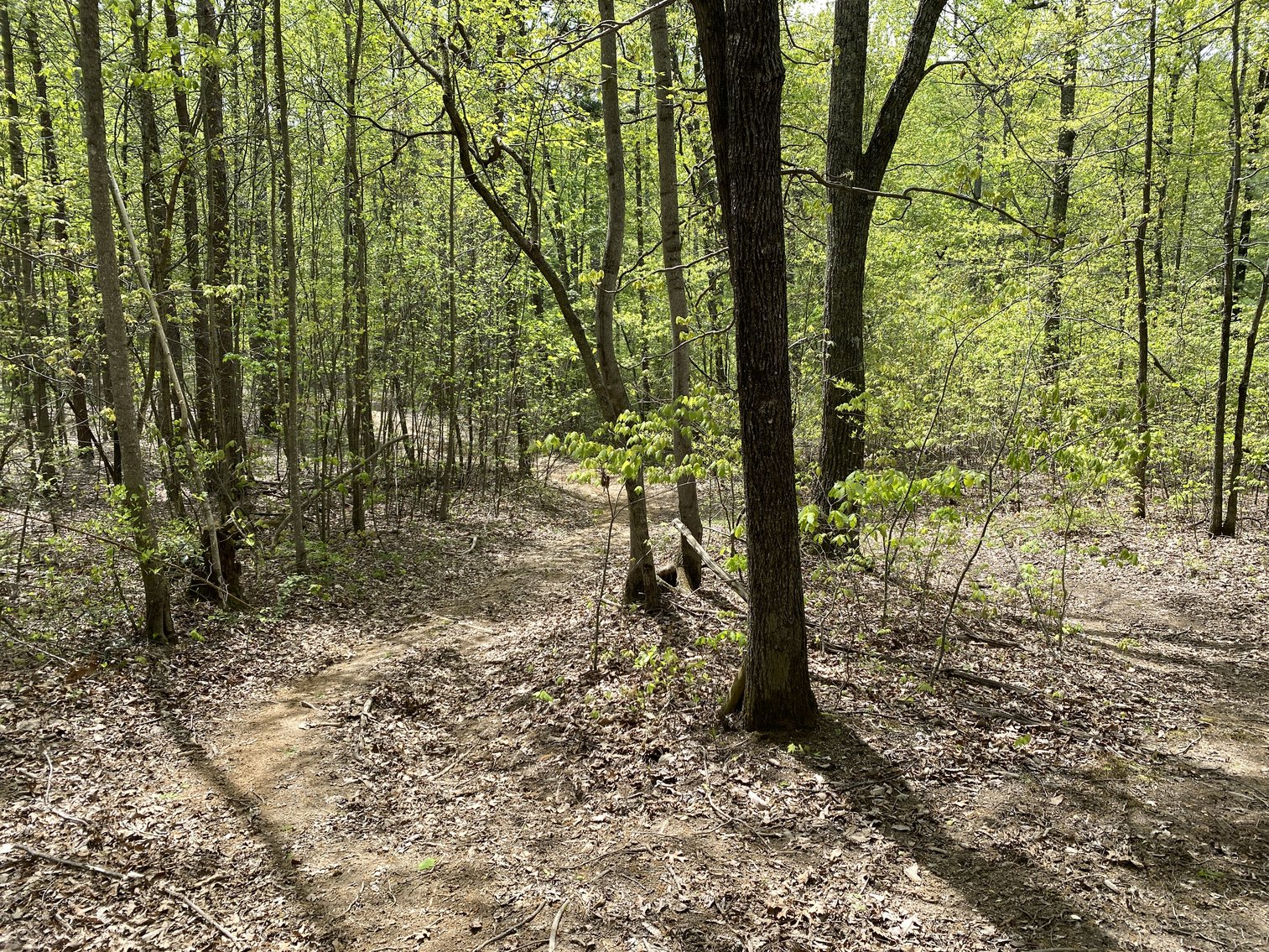 Image for 16.7 +/- Acres of Wooded Land in Madison County, VA--SELLS to the HIGHEST BIDDER!!