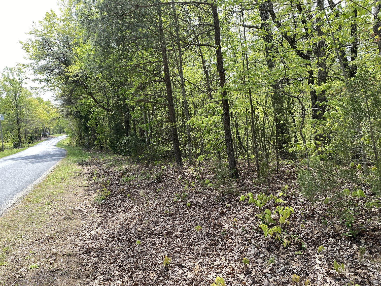 Image for 16.7 +/- Acres of Wooded Land in Madison County, VA--SELLS to the HIGHEST BIDDER!!