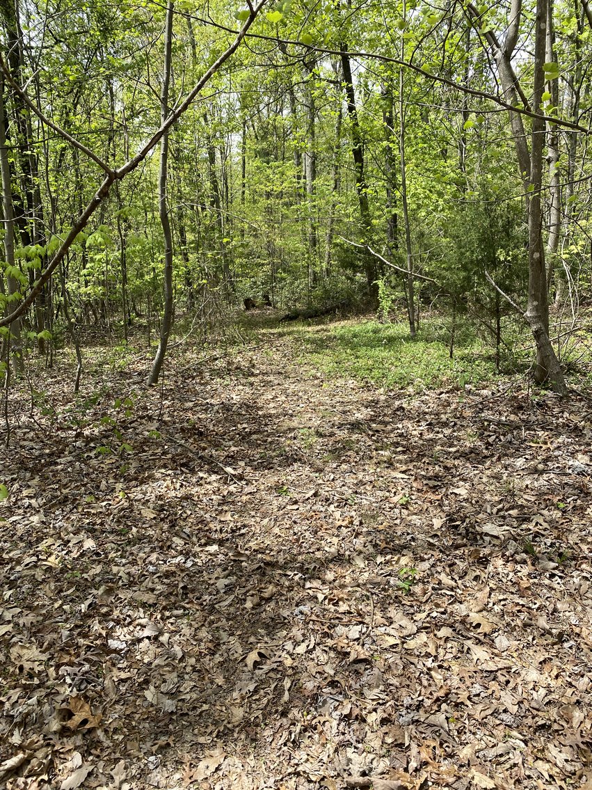 Image for 25.7 +/- Acres of Wooded Land in Madison County, VA--SELLS to the HIGHEST BIDDER!!