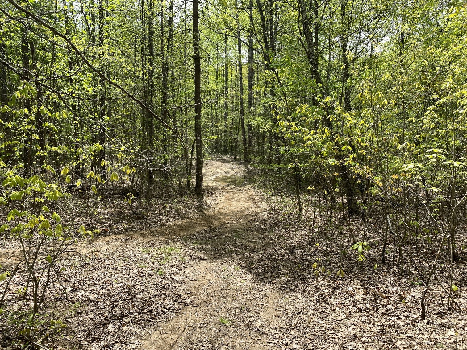 Image for 25.7 +/- Acres of Wooded Land in Madison County, VA--SELLS to the HIGHEST BIDDER!!