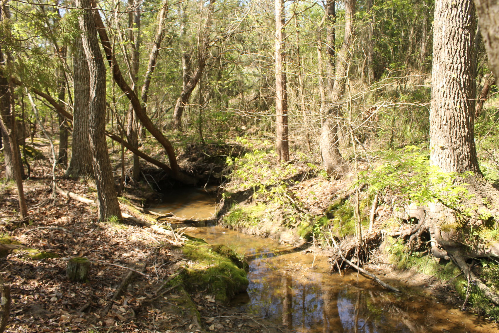Image for 118 +/- Acres of Timber & Fenced Pasture Land--Lunenburg County, VA
