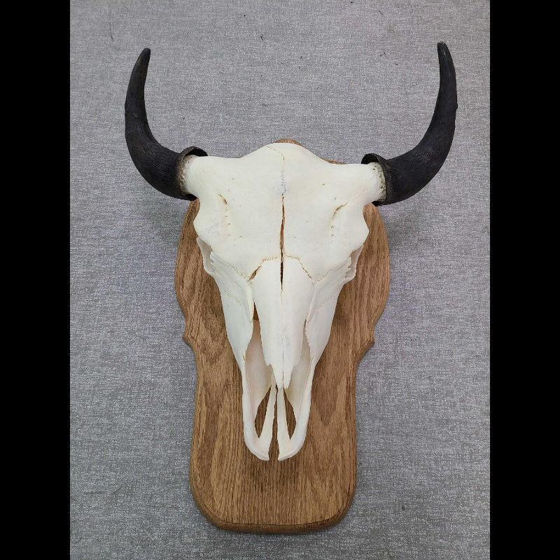 Image for June 2021 Curiosities Auction