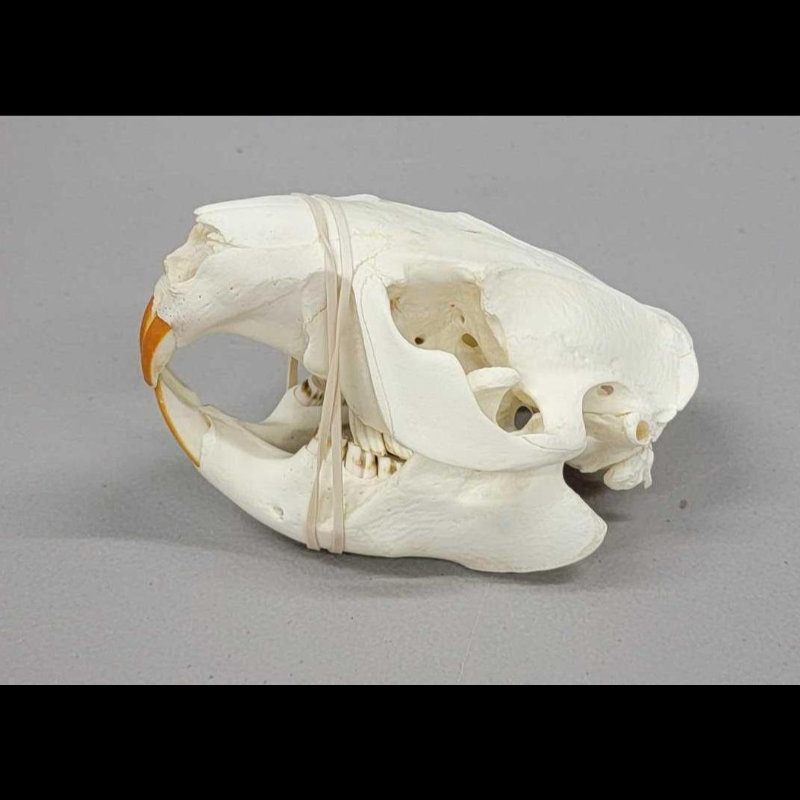 Image for June 2021 Curiosities Auction