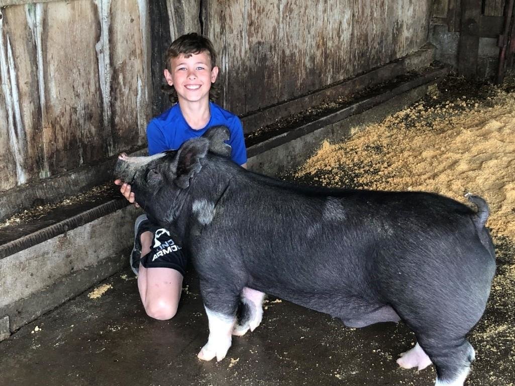 Image for Johnson County MO 4-H & FFA Livestock Auction