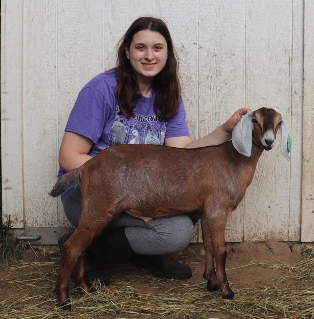 Image for Johnson County MO 4-H & FFA Livestock Auction