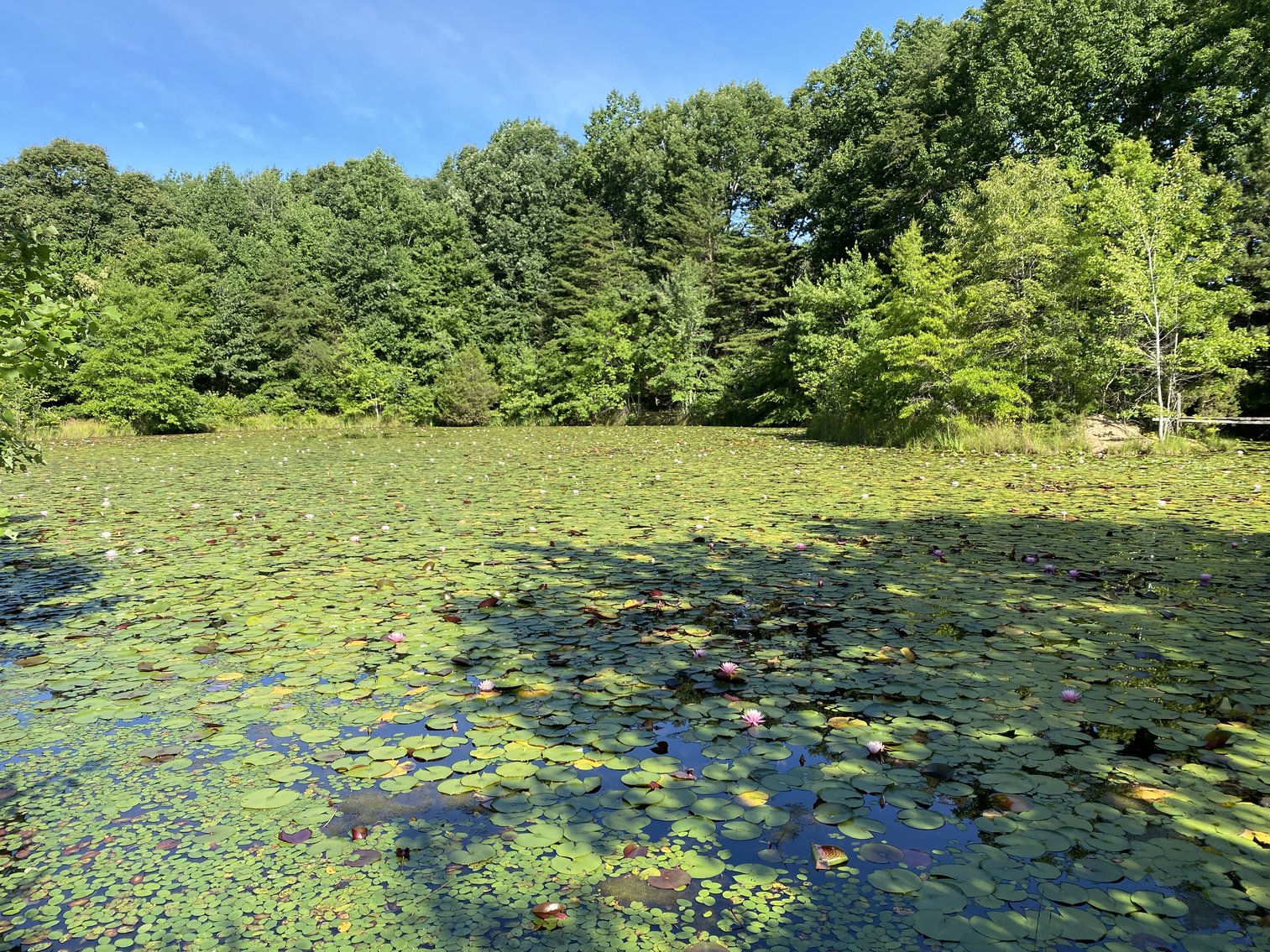 Image for 4 BR/4 BA Home on 29.1 +/- Acres in Orange County, VA--SELLS to the HIGHEST BIDDER!!