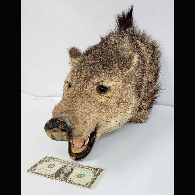 Image for July 2021 Collectibles Auction