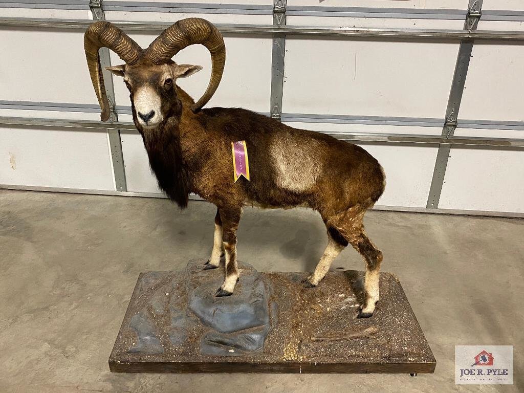 Image for Summer Gun/Ammo Auction - Day 2 of 2