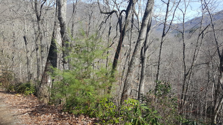 Image for ONLINE AUCTION - Thursday, August 12th - Cullowhee, NC