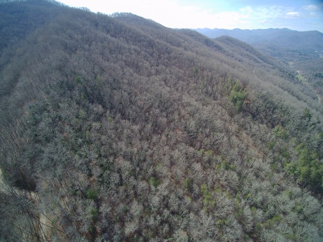 Image for ONLINE AUCTION - Thursday, August 12th - Cullowhee, NC