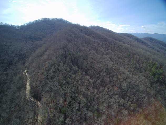 Image for ONLINE AUCTION - Thursday, August 12th - Cullowhee, NC