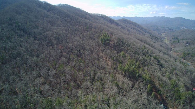 Image for ONLINE AUCTION - Thursday, August 12th - Cullowhee, NC