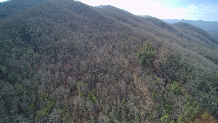 Image for ONLINE AUCTION - Thursday, August 12th - Cullowhee, NC