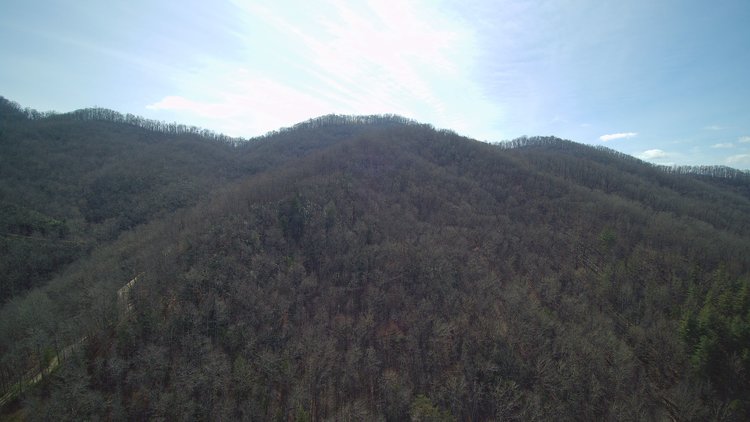 Image for ONLINE AUCTION - Thursday, August 12th - Cullowhee, NC