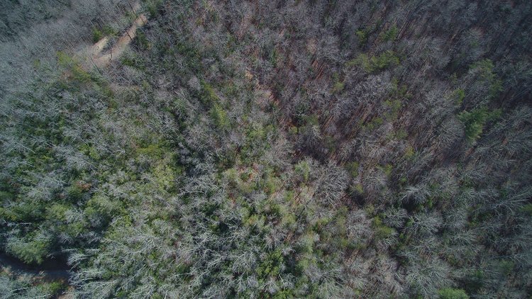 Image for ONLINE AUCTION - Thursday, August 12th - Cullowhee, NC