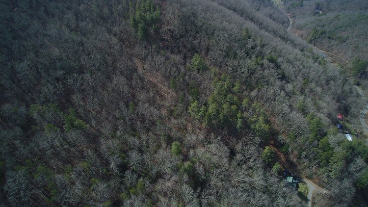 Image for ONLINE AUCTION - Thursday, August 12th - Cullowhee, NC