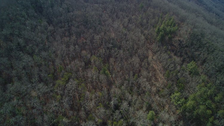 Image for ONLINE AUCTION - Thursday, August 12th - Cullowhee, NC