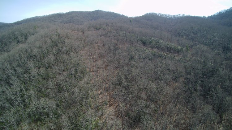 Image for ONLINE AUCTION - Thursday, August 12th - Cullowhee, NC