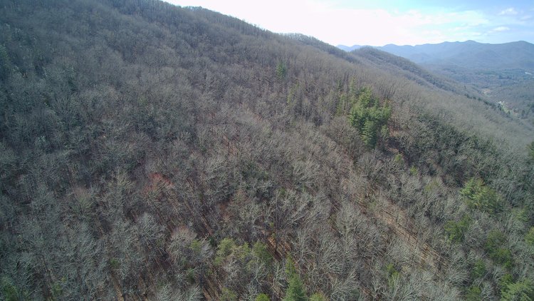 Image for ONLINE AUCTION - Thursday, August 12th - Cullowhee, NC