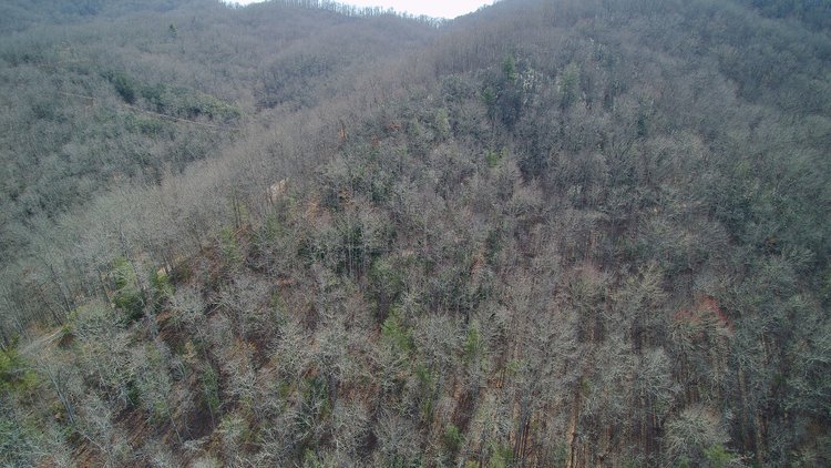 Image for ONLINE AUCTION - Thursday, August 12th - Cullowhee, NC