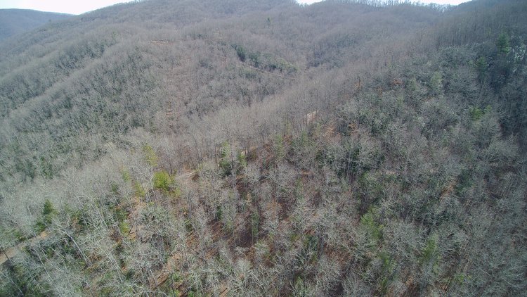 Image for ONLINE AUCTION - Thursday, August 12th - Cullowhee, NC