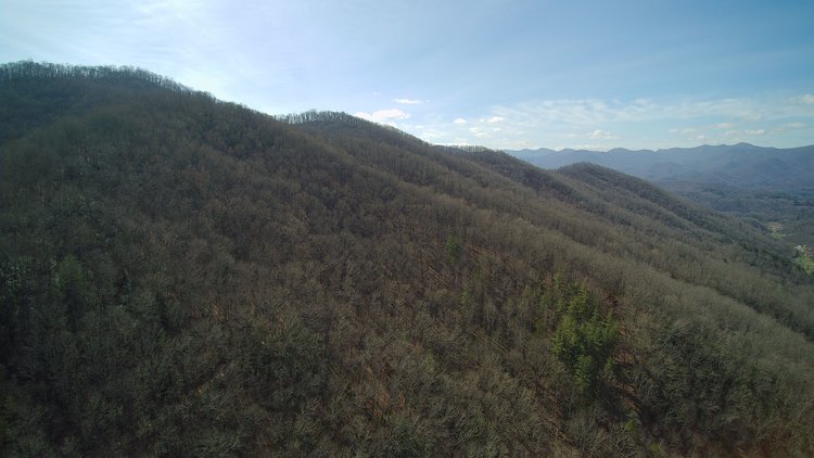 Image for ONLINE AUCTION - Thursday, August 12th - Cullowhee, NC