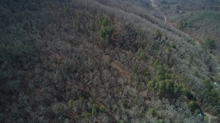 Image for ONLINE AUCTION - Thursday, August 12th - Cullowhee, NC