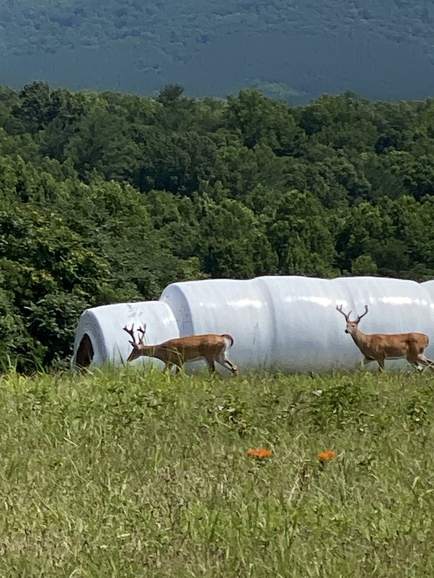 Image for 5 Individual Land Parcels Totaling 77.9 +/- Acres in Franklin County, VA, Only 10 Miles from Smith Mountain Lake--ONLINE ONLY BIDDING!!