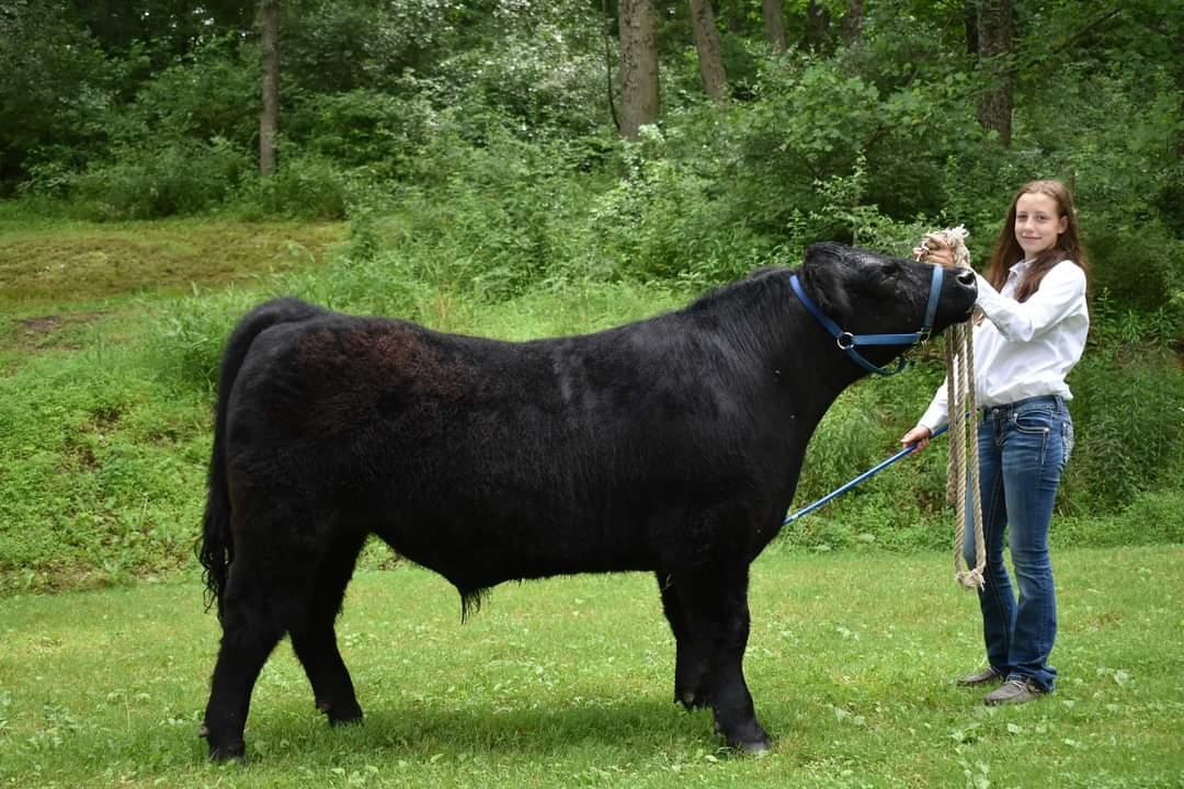 Image for 7th Annual Monongalia County Fair 4-H & FFA Youth Livestock Auction
