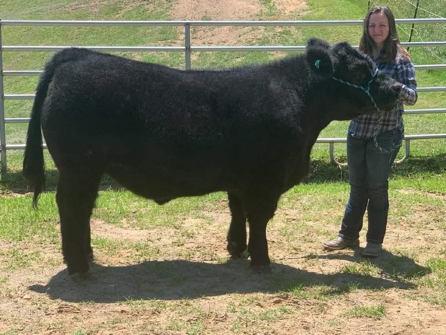 Image for 7th Annual Monongalia County Fair 4-H & FFA Youth Livestock Auction