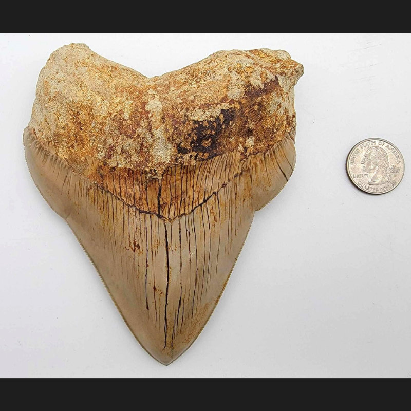 Image for Alaskana, Artifacts & Collectibles Day 1 Live-Online Auction