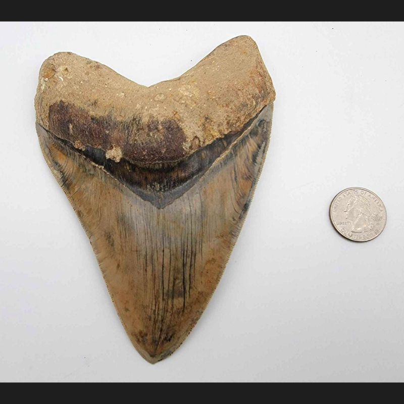 Image for Alaskana, Artifacts & Collectibles Day 1 Live-Online Auction