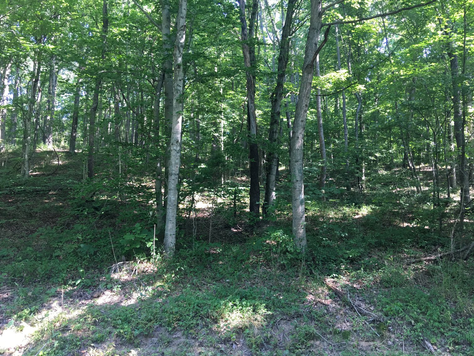 Image for ~~ Sold~ ~ 52 Acres Dexterville Gilstrap Rd Butler County, Kentucky