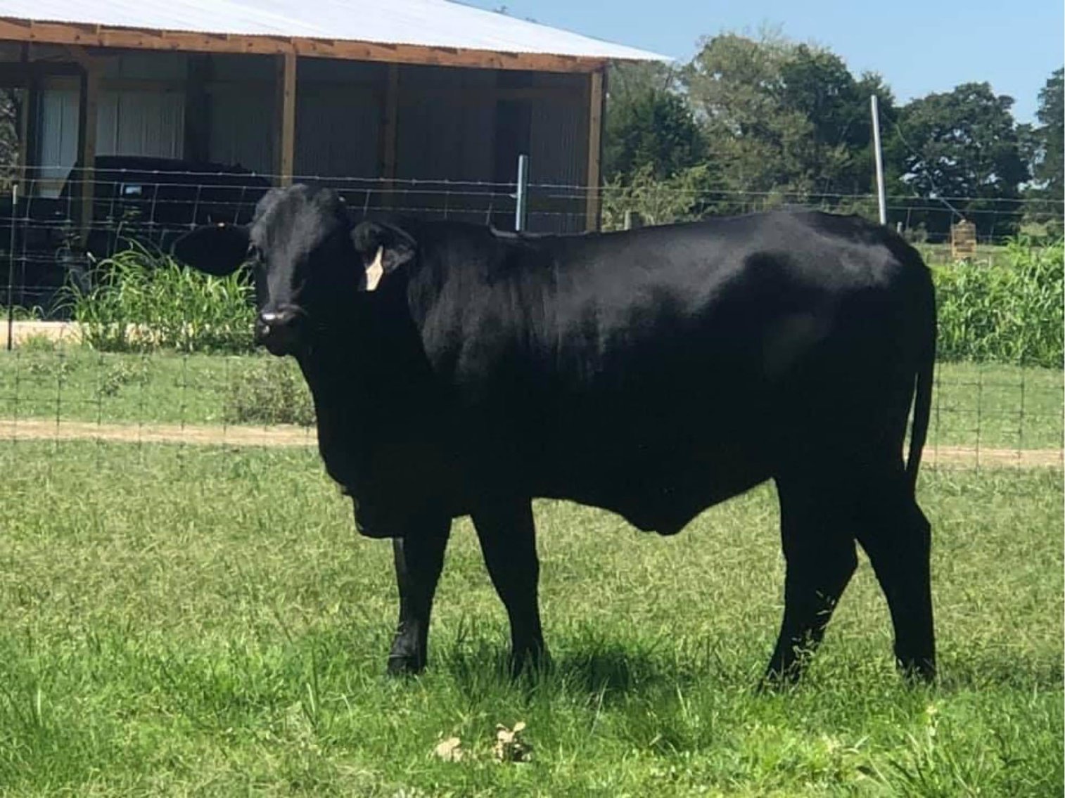 Image for Commercial Cattle Online Auction